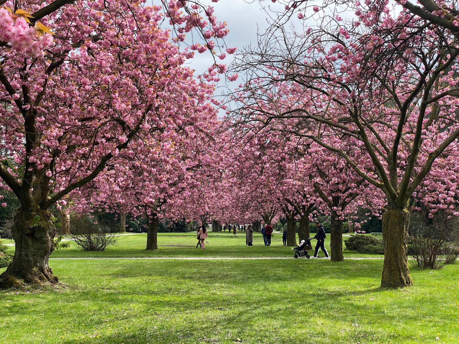 アルトナ墓地の桜（ハンブルク）