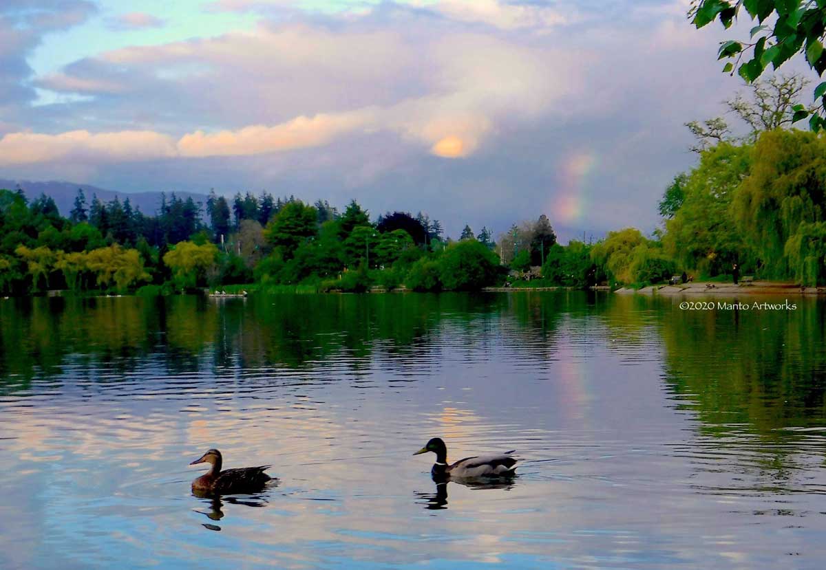 「Mallard Duck Couple & Rainbow」By Manto Artworks