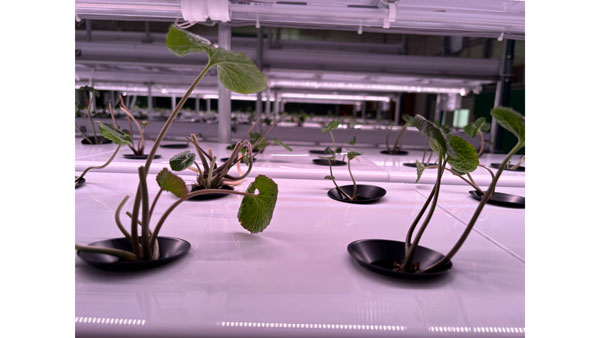 岩手県紫波町の廃校で「AI活用型-次世代わさび農場」始動　NEXTAGE