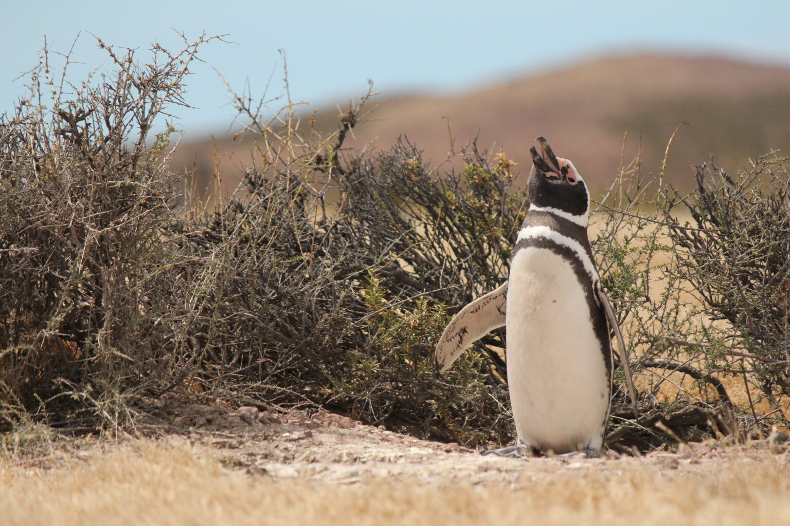 【すみだ水族館】4月25日は世界ペンギンの日!
「The Penguin Passion Party!」を開催:紀伊民報AGARA|和歌山県のニュースサイト 【すみだ水族館】4月25日は世界ペンギンの日!
「The Penguin Passion Party!」を開催:紀伊民報AGARA|和歌山県のニュースサイト
