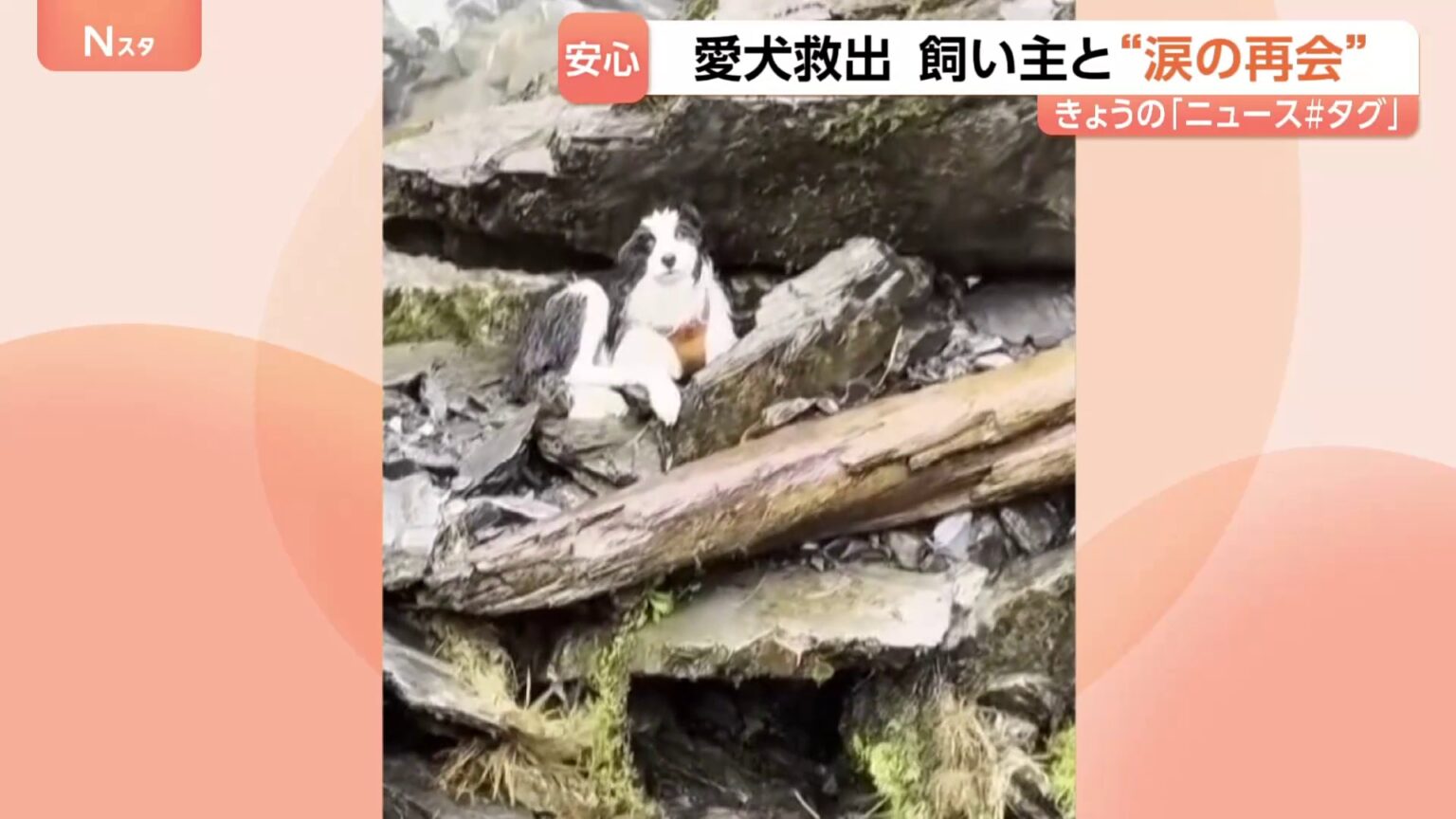 ニュージーランドで愛犬「モリー」救出の瞬間　滝に落ちた飼い主の女性と感動の再会　ヘリコプターの捜索費用約100万円は寄付で（TBS NEWS DIG Powered by JNN）