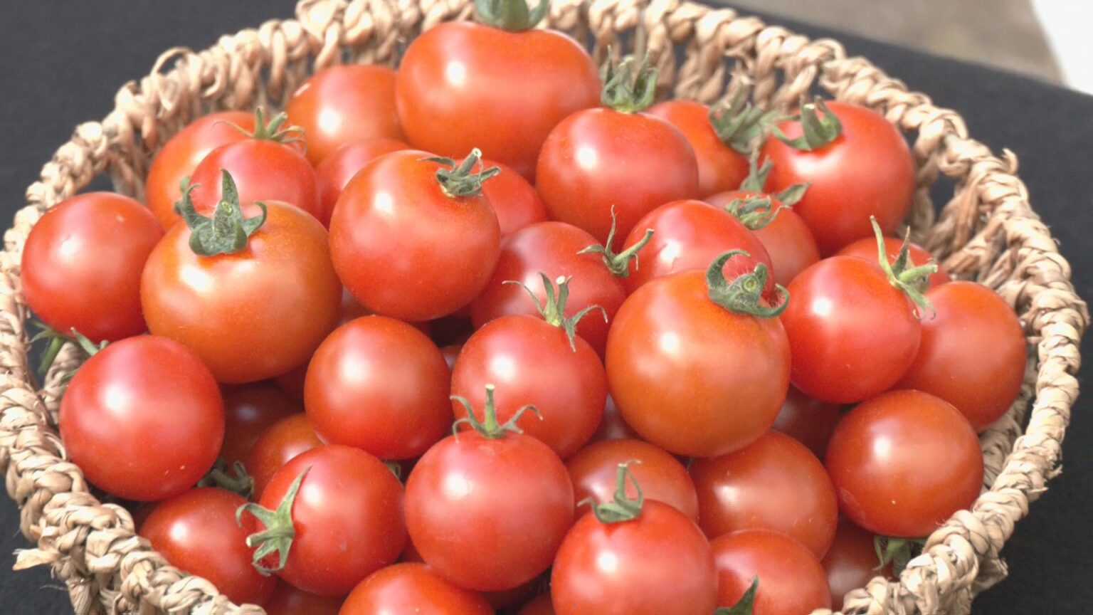 ハウス栽培のミニトマト出荷最盛期 年間通じて収穫されるも…朝晩の気温差で甘みアップ!愛知・碧南市（CBCテレビ） - Yahoo!ニュース