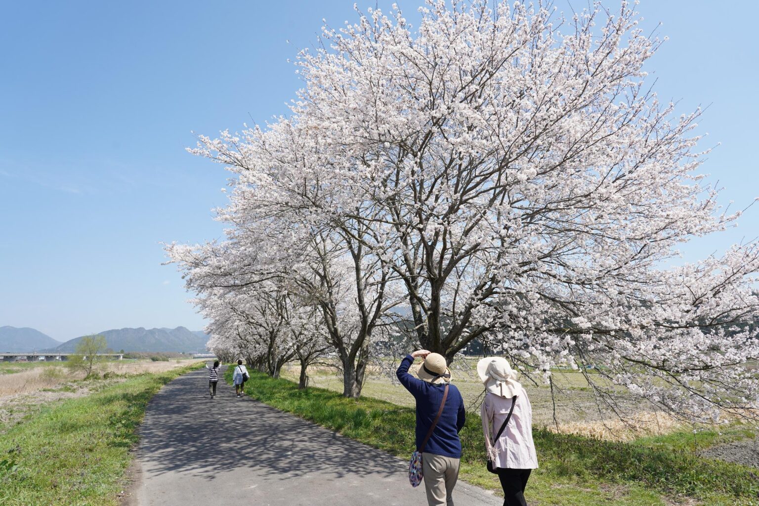桜ライン 満開　川沿いに海から海まで「桜づつみ回廊」　自動車道と”並走”／兵庫・丹波市（丹波新聞） - Yahoo!ニュース