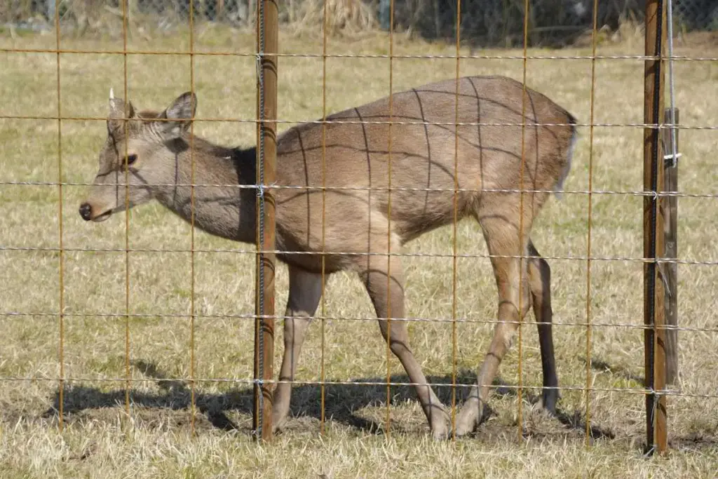 迷いシカを「シカやん」と命名 大阪府能勢町新たな観光シンボルに 吉村知事が“名付け親” – スポニチ Sponichi Annex 社会 迷いシカを「シカやん」と命名 大阪府能勢町新たな観光シンボルに 吉村知事が“名付け親” - スポニチ Sponichi Annex 社会