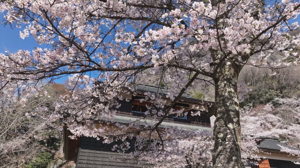 300本以上のソメイヨシノが見頃に 登山道が約6年ぶり再開して最初の春 山梨・大月市 岩殿山丸山公園(UTYテレビ山梨) – Yahoo!ニュース 300本以上のソメイヨシノが見頃に 登山道が約6年ぶり再開して最初の春 山梨・大月市 岩殿山丸山公園(UTYテレビ山梨) - Yahoo!ニュース