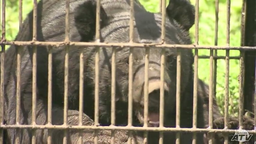 青森市が“クマの緊急銃猟マニュアル”を策定 西秀記 市長が定例会見で内容を発表 昨年度は市内で過去最多の324件のクマ出没確認 対策を強化(ATV青森テレビ) – Yahoo!ニュース 青森市が“クマの緊急銃猟マニュアル”を策定 西秀記 市長が定例会見で内容を発表 昨年度は市内で過去最多の324件のクマ出没確認 対策を強化(ATV青森テレビ) - Yahoo!ニュース