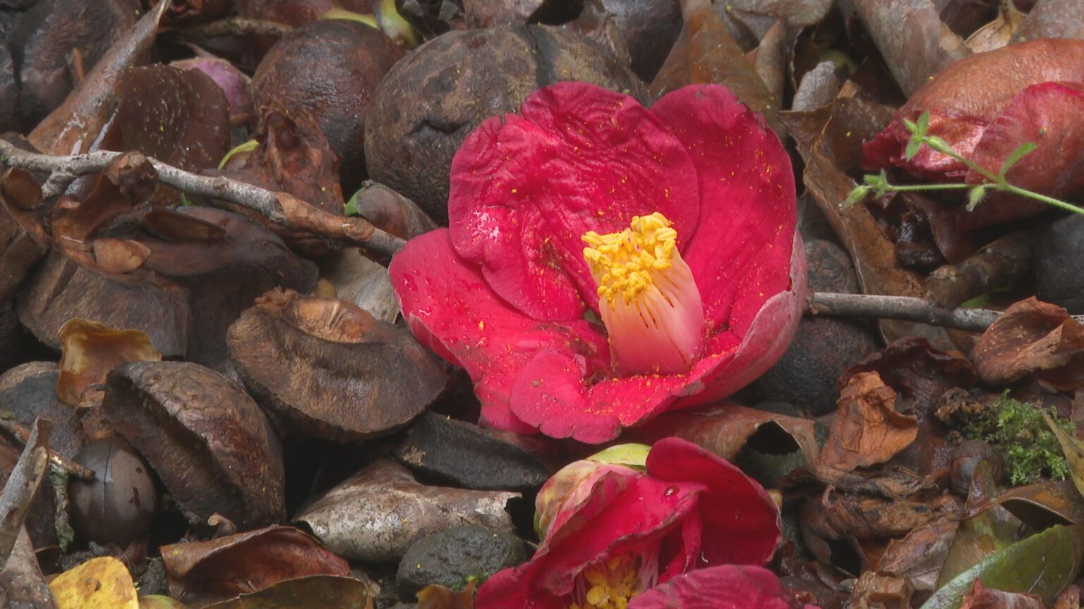 潔い散り際 落ちツバキ　山口・萩（ｔｙｓテレビ山口） - Yahoo!ニュース