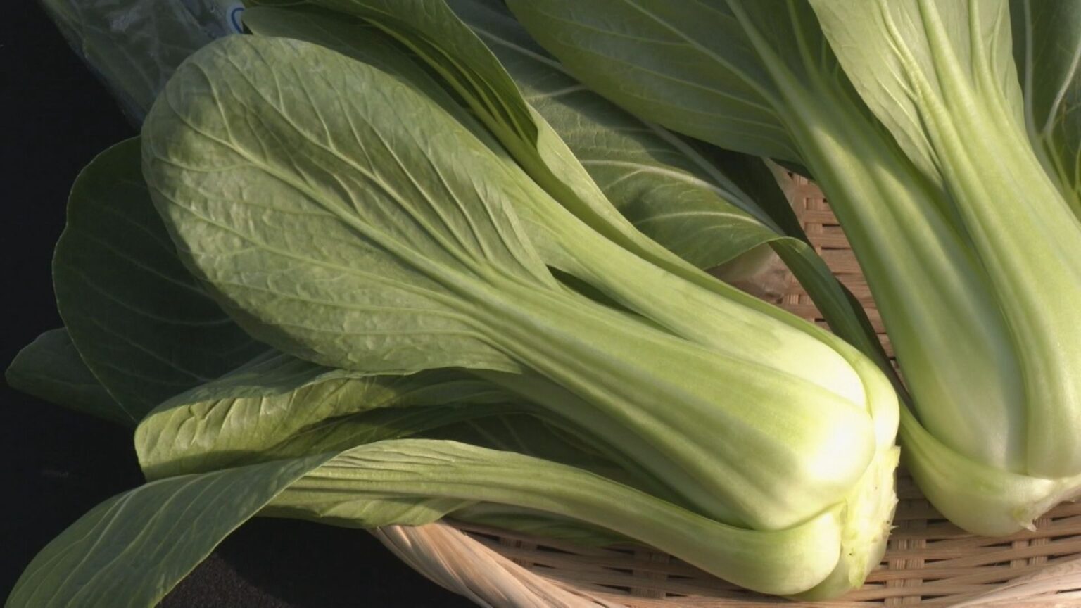 チンゲンサイ収穫最盛期 春になって柔らかく…おすすめは「炒めずに生で」 愛知・安城市（CBCテレビ） - Yahoo!ニュース