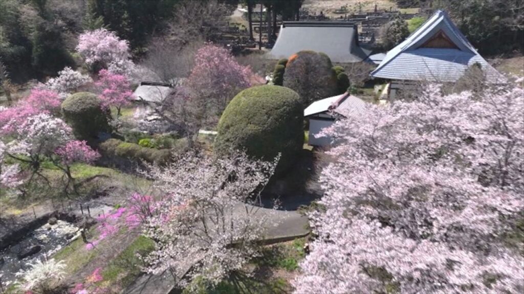 別名・花の寺　ソメイヨシノなど見ごろ迎える　境内にはスイセンやシバザクラも　山梨 北杜市・龍岸寺（UTYテレビ山梨） - Yahoo!ニュース
