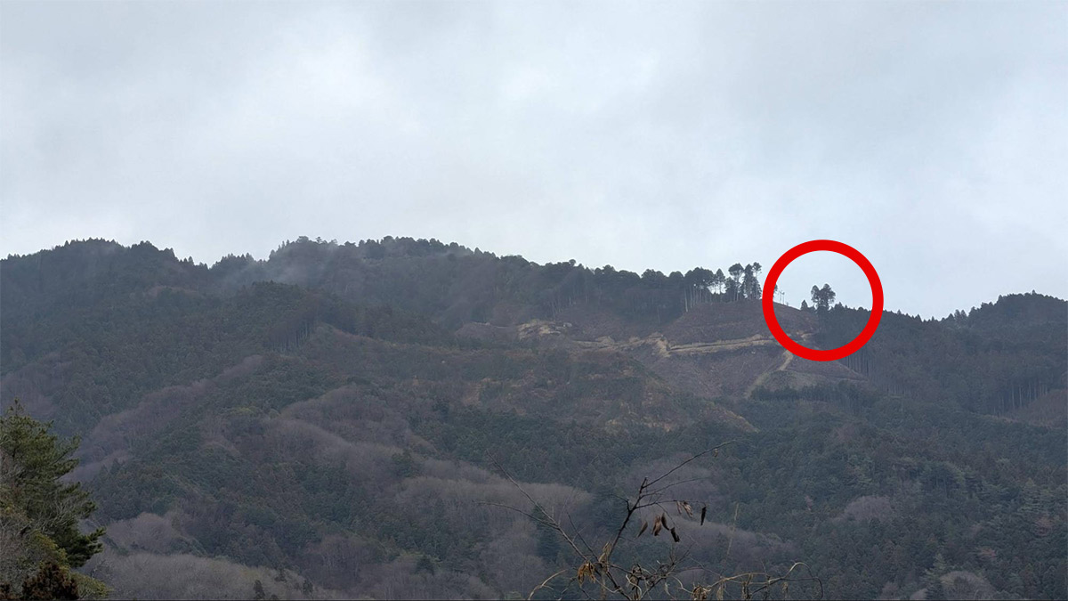 5倍（光学ズーム）