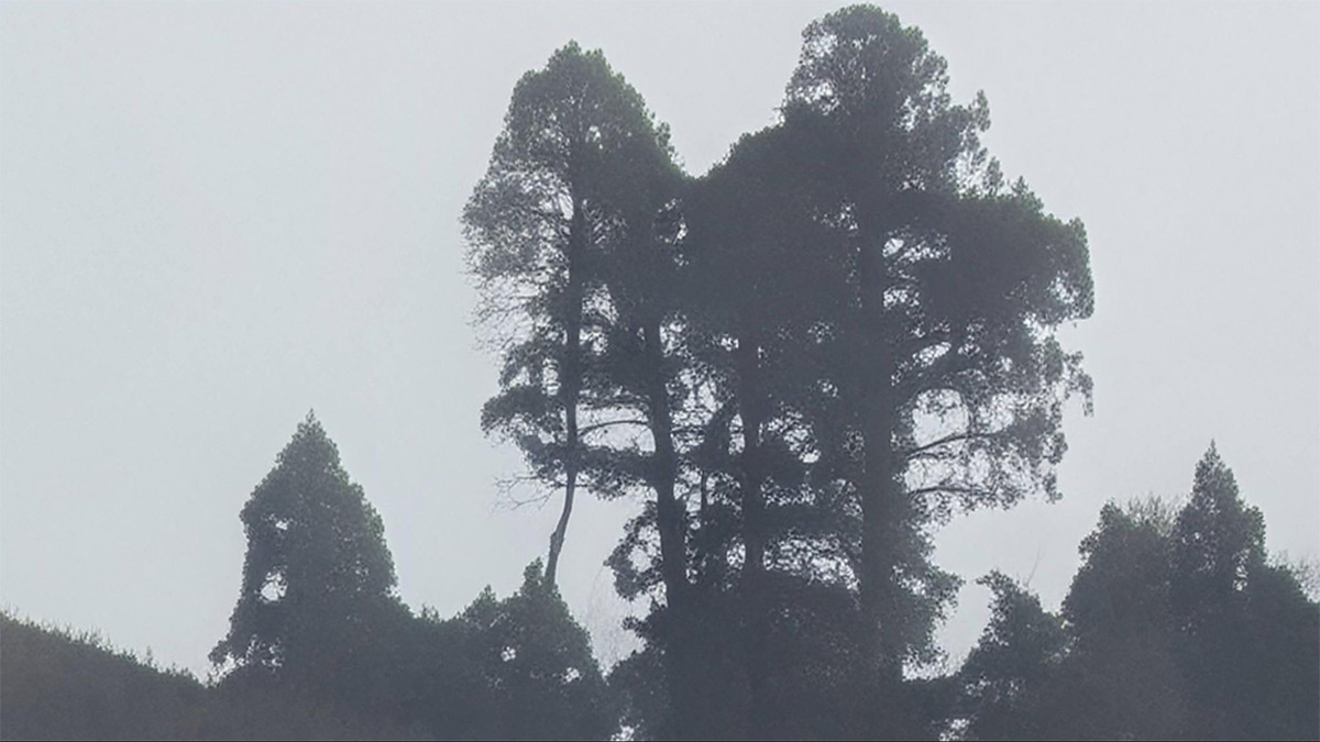 100倍（超解像ズーム Pro）