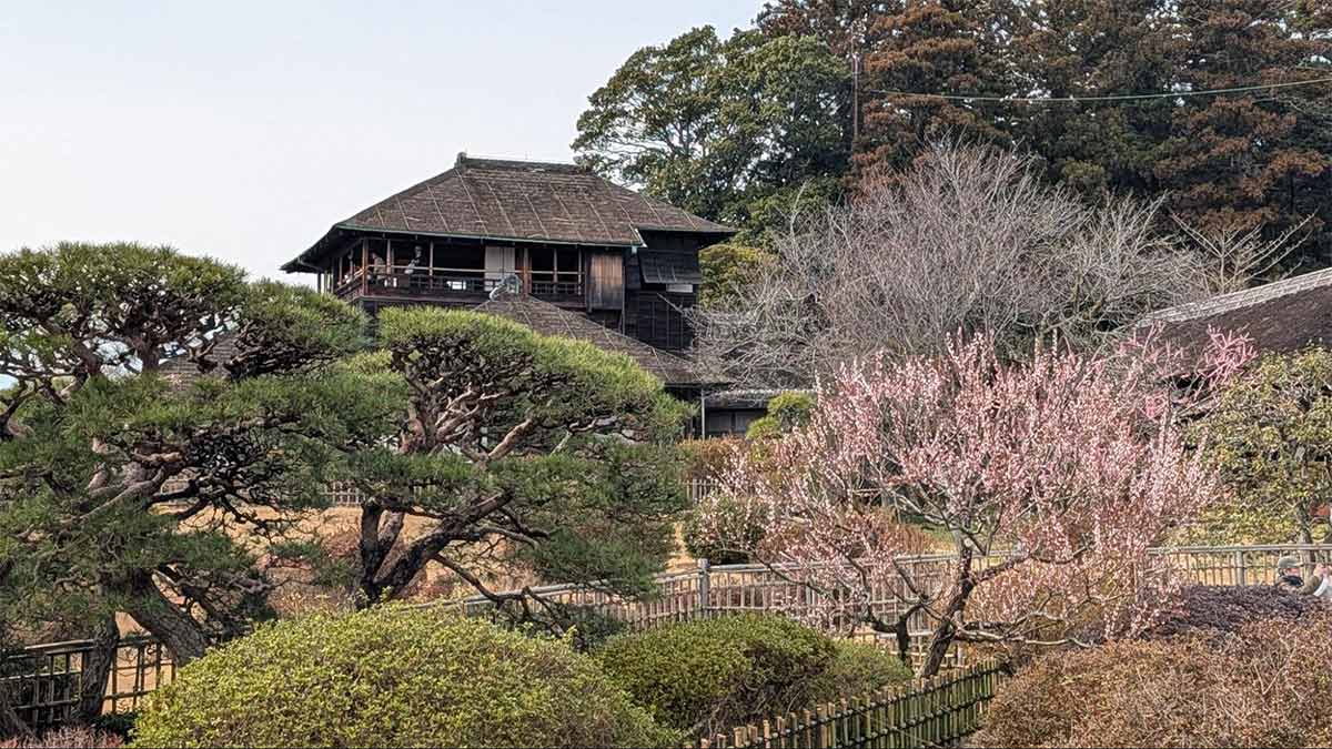 日本三名園の一つ「偕楽園」の梅まつり