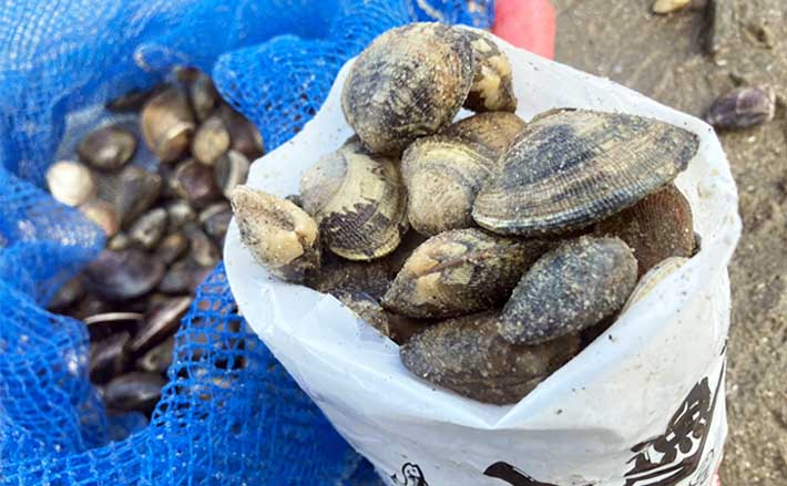 『前島』での潮干狩りで良型アサリと対面【愛知】岩場エリアを中心に探す | TSURINEWS 『前島』での潮干狩りで良型アサリと対面【愛知】岩場エリアを中心に探す