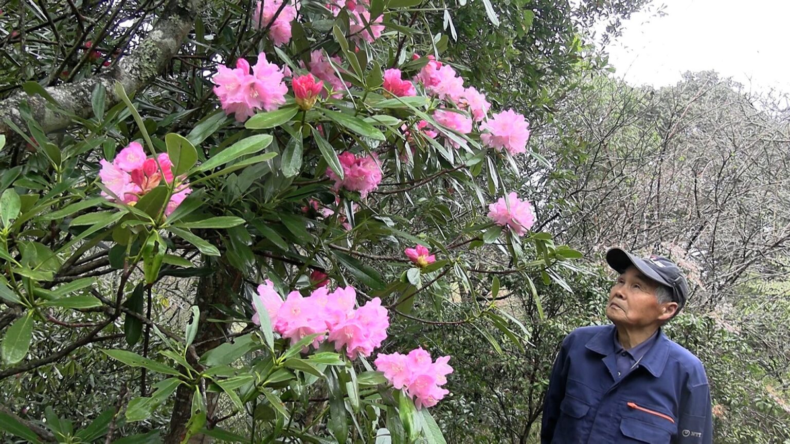 新見市の私設植物園 “シャクナゲの里まんさく園” で春の花々が幻想的に　山野草を中心に20種類ほど【岡山】（RSK山陽放送） - Yahoo!ニュース
