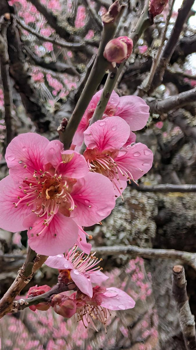 日本三名園の一つ「偕楽園」の梅まつり