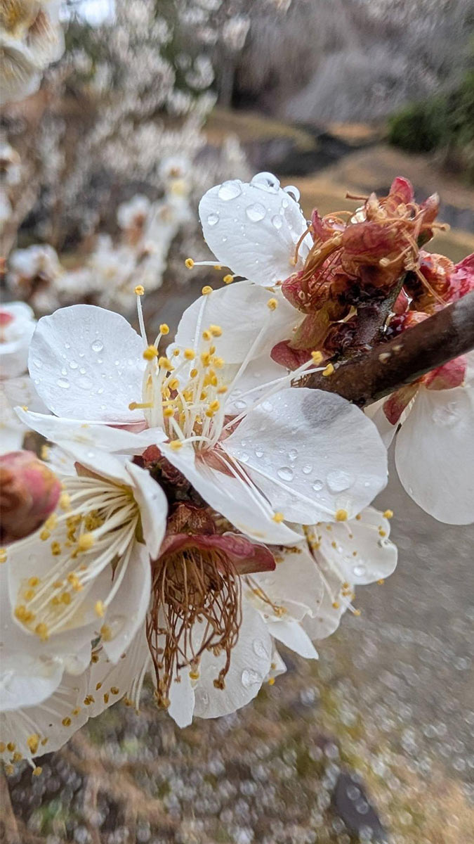 日本三名園の一つ「偕楽園」の梅まつり