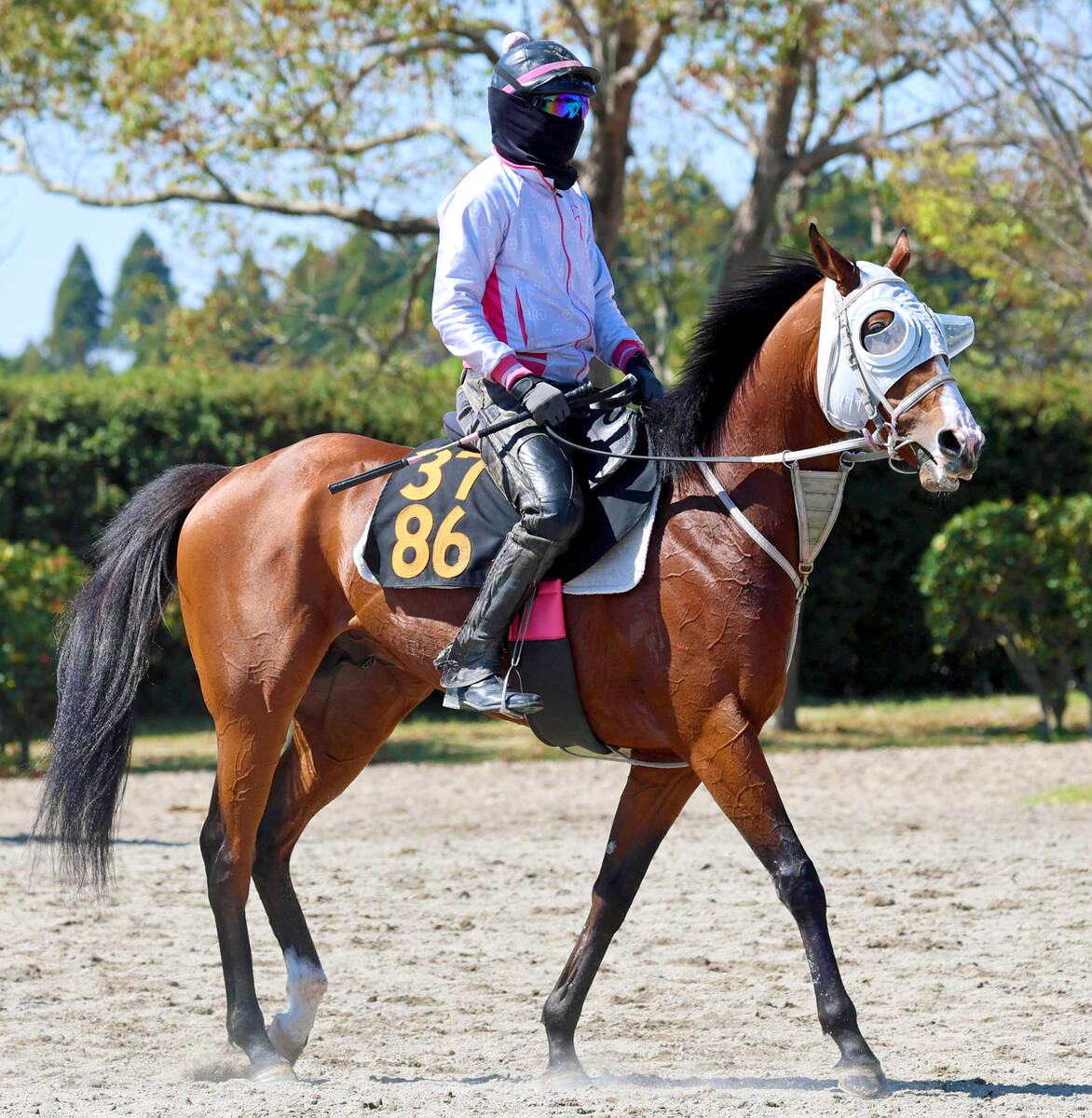 西山記者が注目するロデオドライブ(カメラ・荒牧 徹)