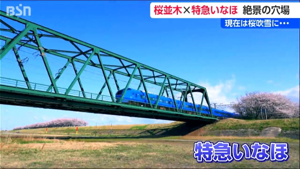 特急いなほ×荒川堤防の桜 知る人ぞ知る“穴場スポット”をドローン撮影　新潟・村上市（ＢＳＮ新潟放送） - Yahoo!ニュース