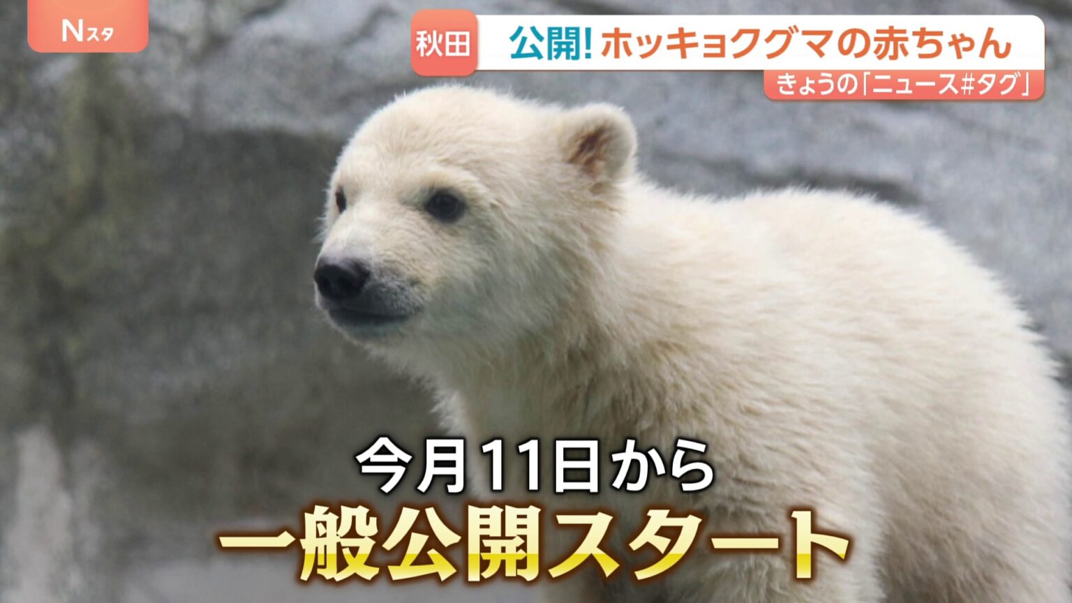 「白いもふもふ」ホッキョクグマの赤ちゃんを一般公開 秋田・男鹿水族館 名前は?(TBS NEWS DIG Powered by JNN) 「白いもふもふ」ホッキョクグマの赤ちゃんを一般公開 秋田・男鹿水族館 名前は?(TBS NEWS DIG Powered by JNN)
