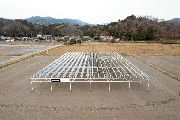 ソーラーシェアリングの太陽光パネル（櫻井一平（Ｃ）２０２６Ｐａｔａｇｏｎｉａ，Ｉｎｃ）