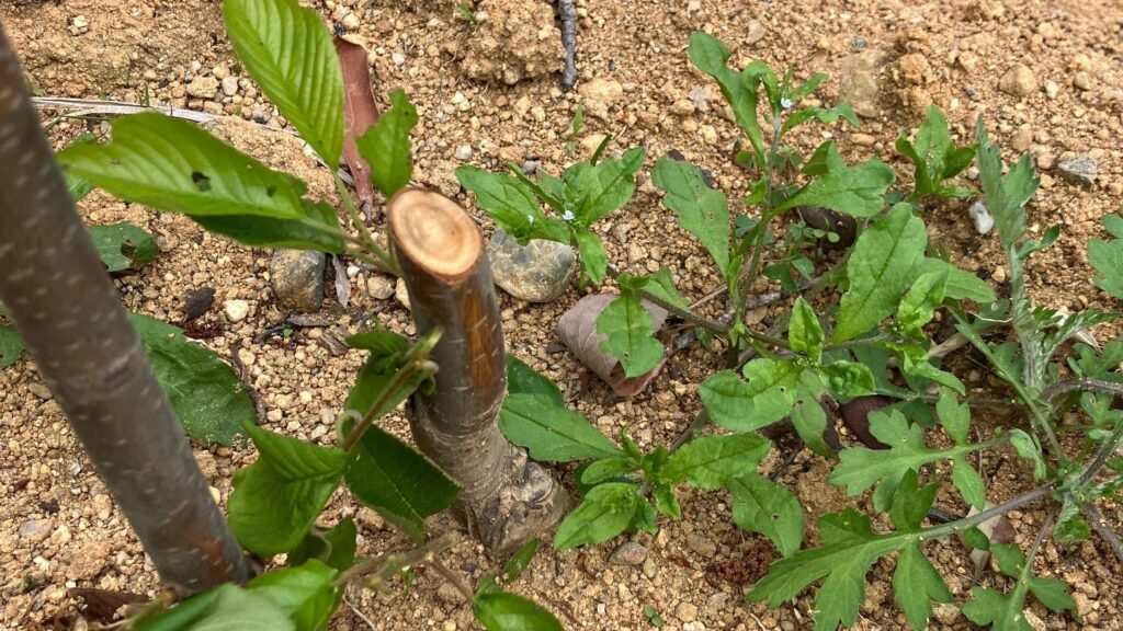 「桜の木」6本が何者かに切断される 今年2月に植樹されたばかり… 170センチ 直径2センチほど 前日の見回りでは異常確認されず 三重・鈴鹿市（CBCテレビ）