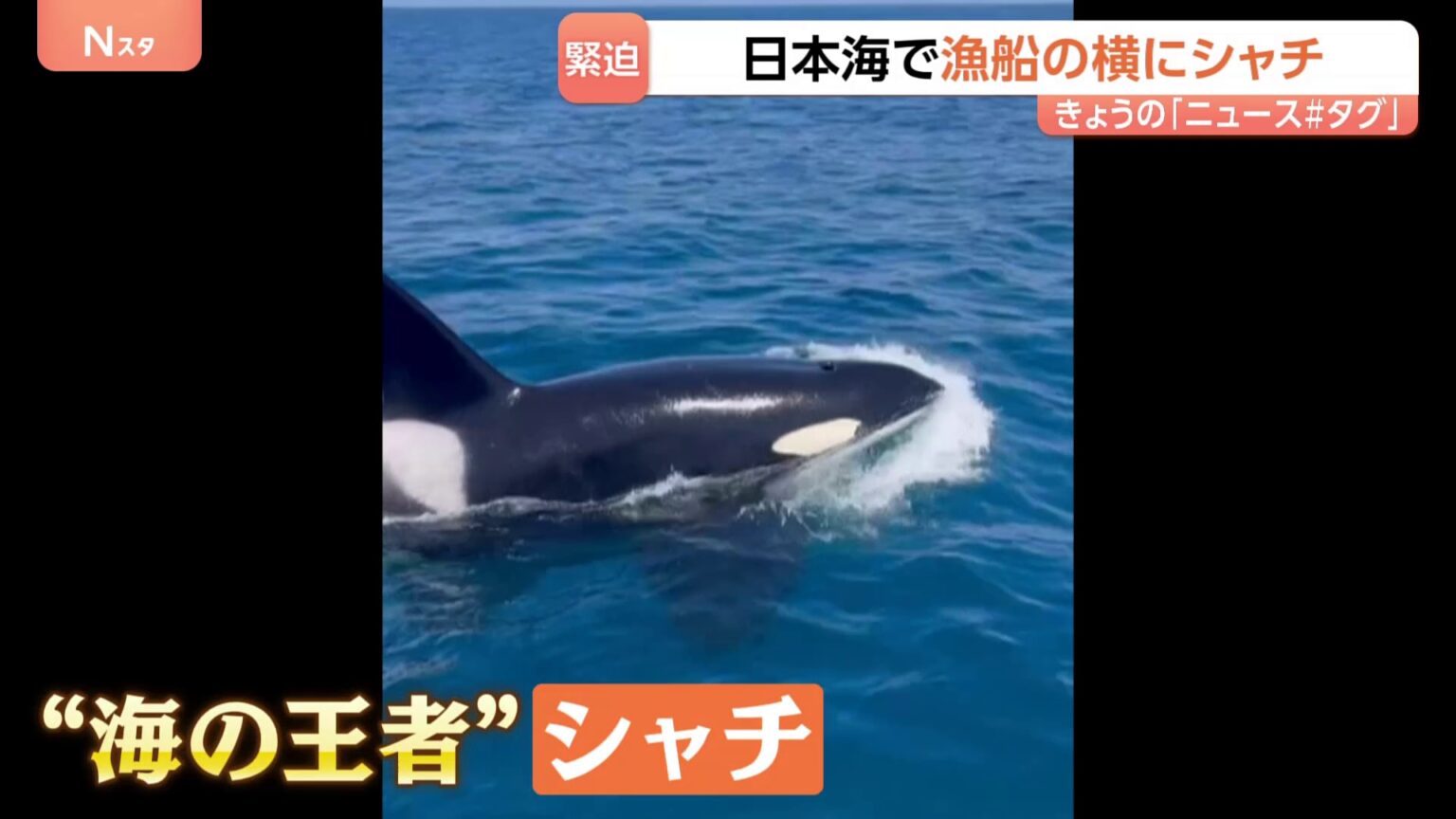 「えぐい、えぐい！」日本海で漁船に近づいてきたのは…“海の王者”シャチ　石川・能登町の漁師も驚く「宝くじに当たったレベル以上」その瞬間映像（TBS NEWS DIG Powered by JNN）