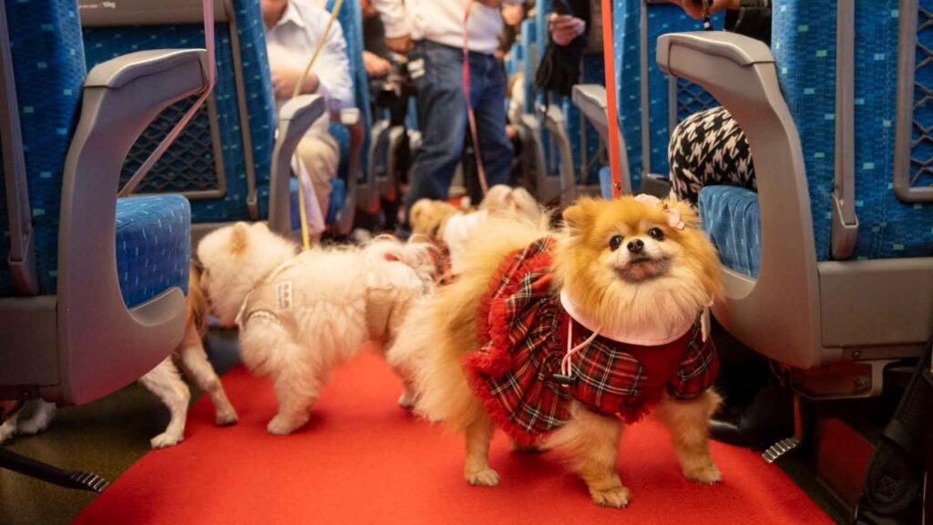 新幹線内で愛犬をケージから出せる!「わんわんエクスプレス」 今年も試験運行 6月の「インターペット大阪」に合わせて…限定100人（CBCテレビ） - Yahoo!ニュース