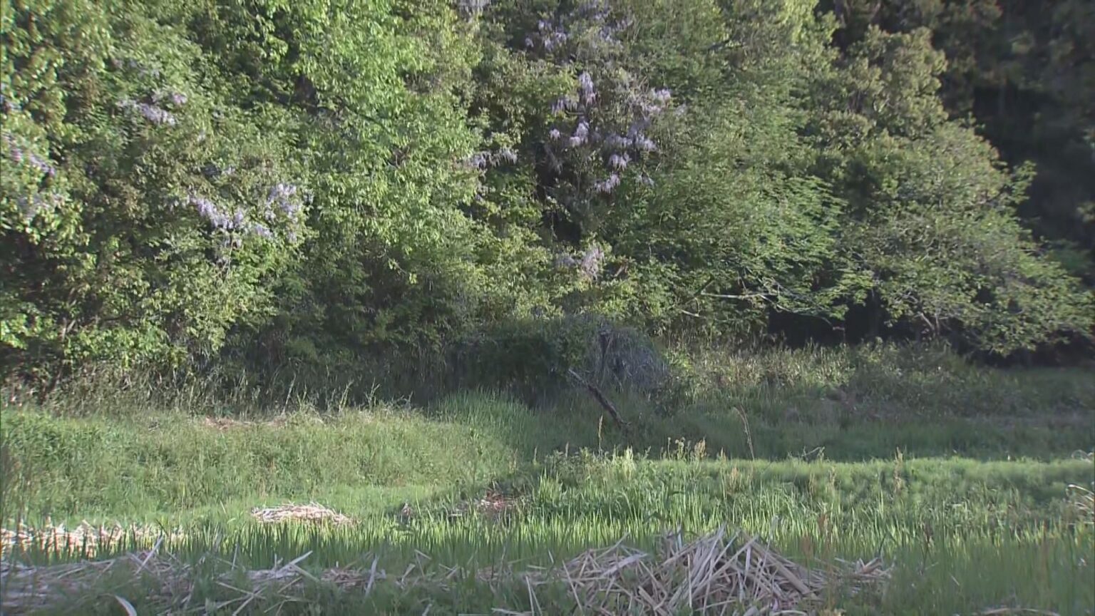 「1メートルから80センチほどのクマが目の前に」 冬眠終わり…出没相次ぐ 岐阜の小学校近くで目撃 猟友会が箱わなを仕掛ける対策も（CBCテレビ） - Yahoo!ニュース