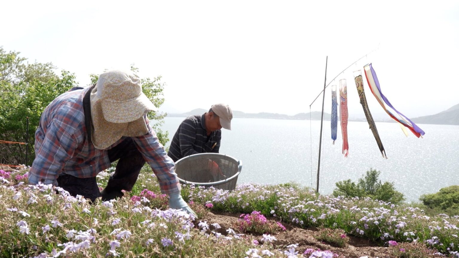 瀬戸内海に浮かぶ “天空の花畑”　花々が斜面に描く美しい縞模様　志々島で唯一無二の風景を守り続ける家族の物語【香川】（RSK山陽放送） - Yahoo!ニュース