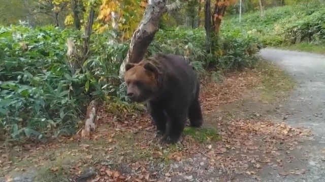 新開発「ポータブルくまドン」 評判のクマよけ装置が“携帯型”に 6月下旬に販売予定 山梨（YBS山梨放送） - Yahoo!ニュース