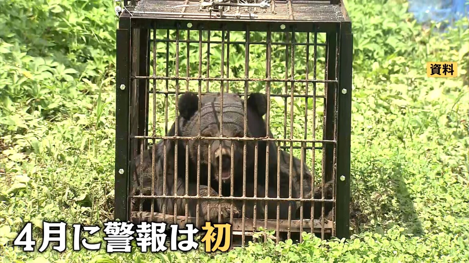 自衛隊員や警察官もクマに襲われ…春グマが異例の早さで出没！青森も岩手も…東北各地でクマ出没警報が過去最速で発表（TBS NEWS DIG Powered by JNN）