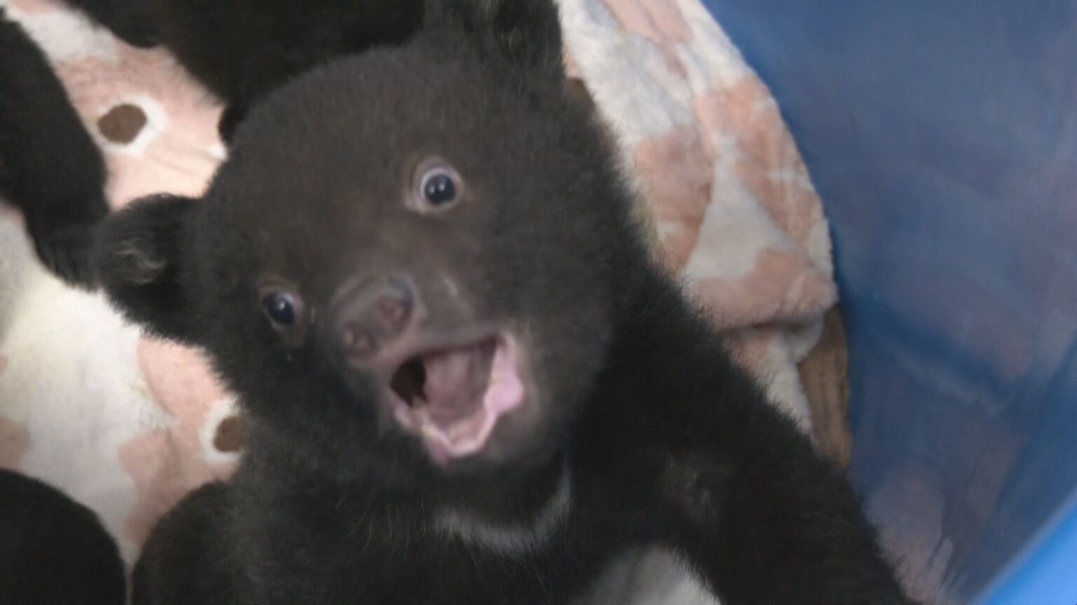 クマの赤ちゃんと記念撮影 ツキノワグマ11頭誕生した奥飛騨クマ牧場 1日3回のミルクで3キロほどに 岐阜・高山市（CBCテレビ） - Yahoo!ニュース