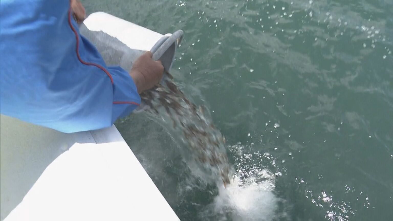 5万4000匹のマダイ稚魚放流 2月に人工ふ化…体長約6センチ 6年後には体長40センチの立派なマダイに 三重・尾鷲湾（CBCテレビ） - Yahoo!ニュース