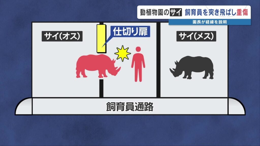 サイの角に突き上げられ飼育員が重傷　「動物の"スイッチ"がどう入るか 人間では分からない」　熊本市動植物園（RKK熊本放送） - Yahoo!ニュース