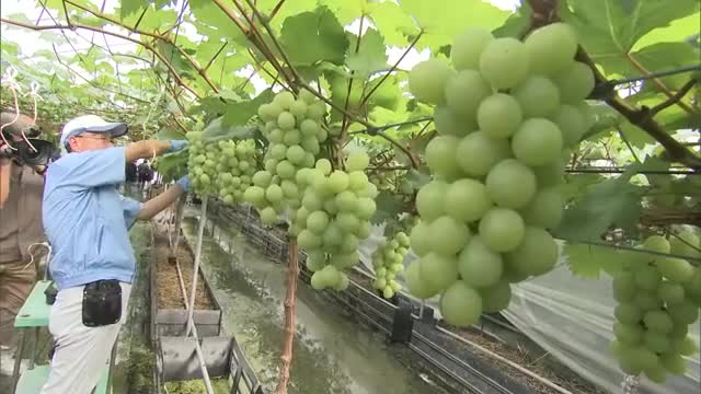マスカット オブ アレキサンドリアの酸味×お菓子のコラボがこの春も…岡山市のメーカーの農園で収穫開始
