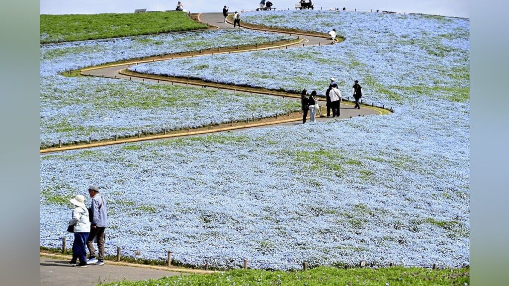 見頃迎えたネモフィラの丘、仕掛け人「花の下には忘れてはならない戦争の歴史がある」 - 読売新聞