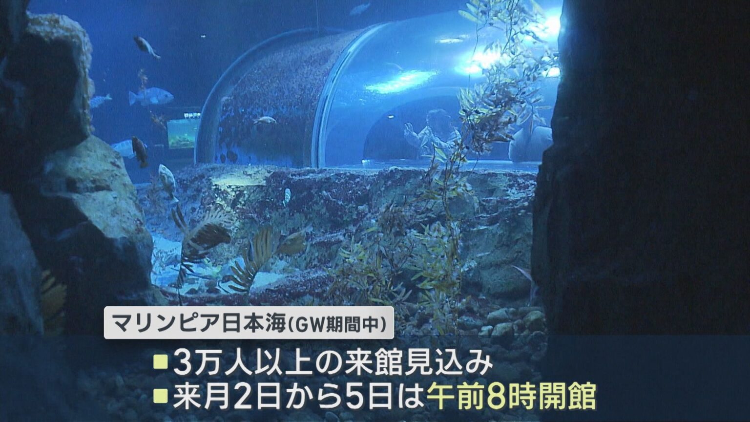 マリントンネルにペンギン！GWスタート 行楽地にぎわう【新潟】（UX新潟テレビ21） - Yahoo!ニュース