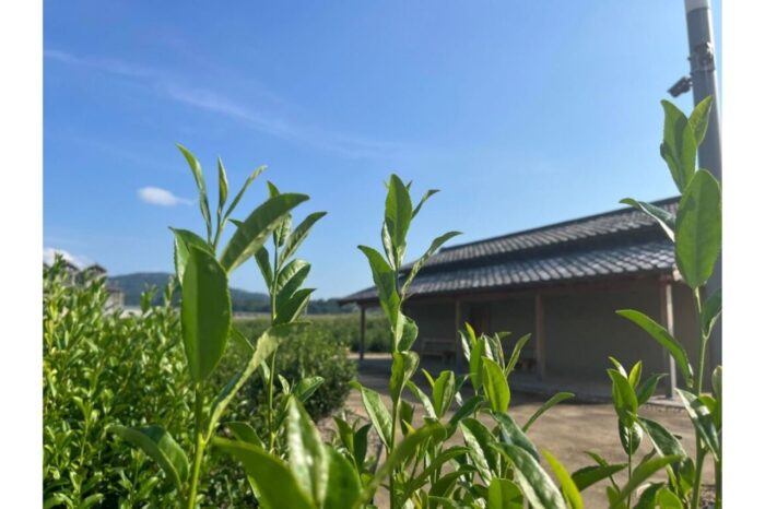 京都宇治の茶摘み体験