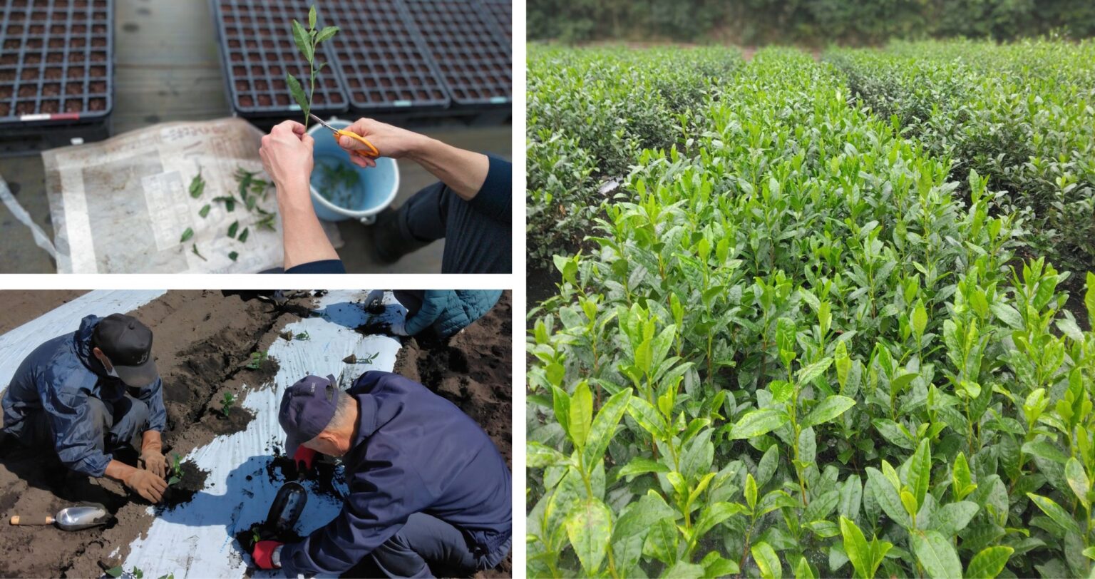日本初、官民共同で育成した茶の新品種「彩の女神」「彩の糸」を出願 | ニュースルーム | 伊藤園 企業情報サイト