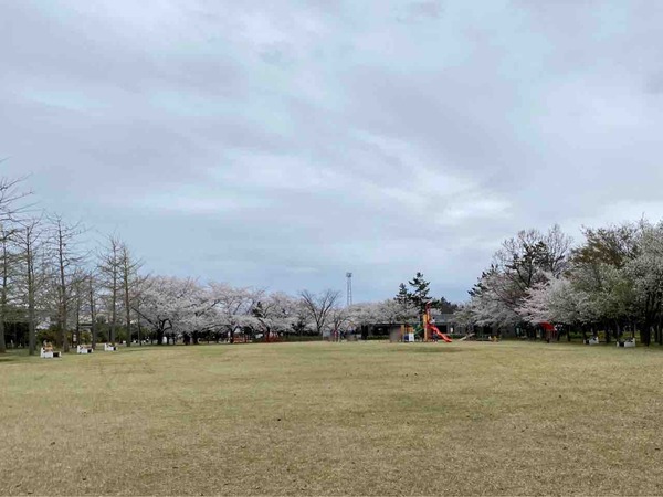 島見緑地 桜まつり
