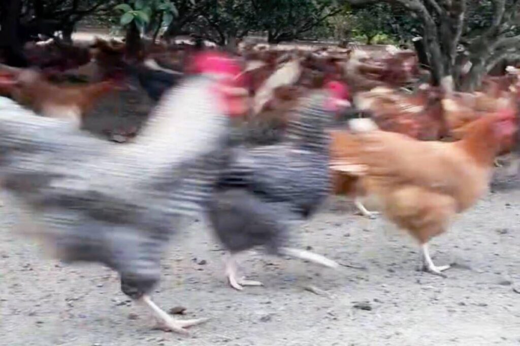 【沖縄】「早送りじゃないの!?」島豆腐を求めてニワトリが猛ダッシュ……。"ドスドス音"が圧巻