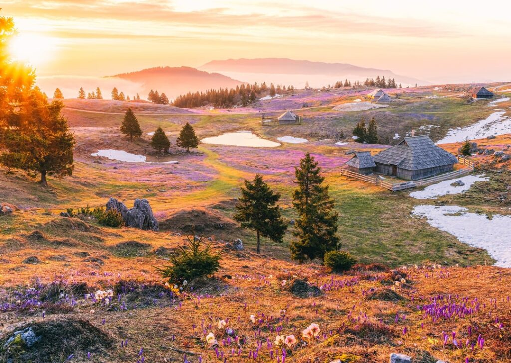 マリ・プラニナのサフラン