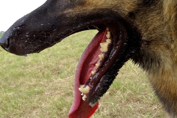 沖縄市で大型犬２匹うろつく　ジャーマンシェパードか　発見至らず、署が注意呼びかけ