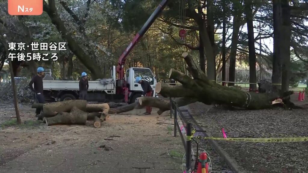 また倒木 世田谷の公園で相次ぐ - Yahoo!ニュース