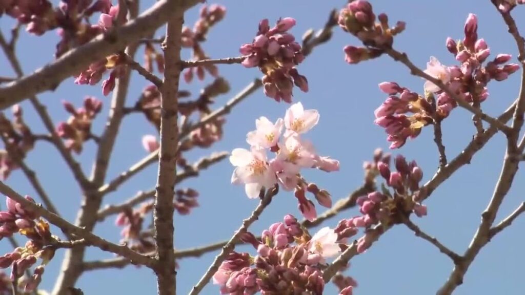 春の便り 北上でサクラの開花発表 国の天然記念物「石割桜」も 岩手(2026年4月6日掲載)|TVI NEWS NNN 共有