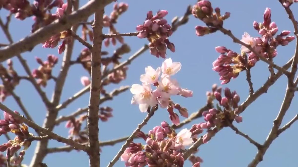 春の便り 北上でサクラの開花発表 国の天然記念物「石割桜」も 岩手
