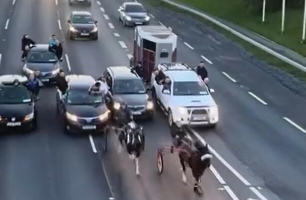 悲惨な不機嫌なレースビデオを受けて慈善団体がガルダイ内の動物犯罪対策部門を呼び掛ける