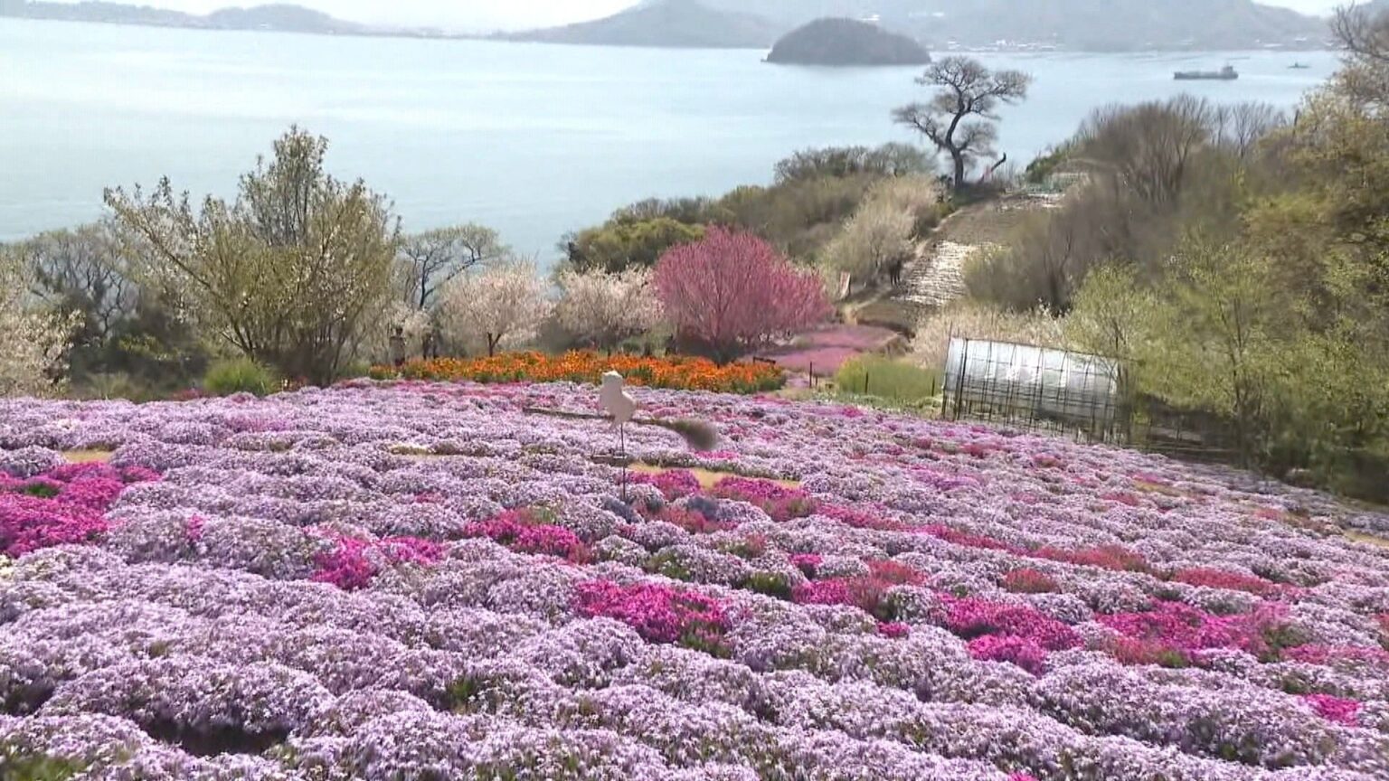 色鮮やかな「天空の花畑」　島で最後の花農家がよみがえらせた美しい景色　香川・三豊市 | KSBニュース | KSB瀬戸内海放送