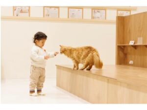 【沖縄県那覇市】『Cat Café MOFF 沖縄国際通り店』がオープン！約20頭の子ネコとふれあえる - STRAIGHT PRESS[ストレートプレス]