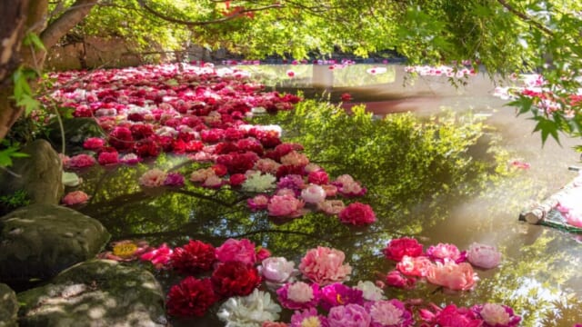 つくば牡丹園「PEONY GARDEN（ピオニー ガーデン）2026」期間限定でオープン！ グルメや体験企画も開催｜茨城県 | TABIZINE～人生に旅心を～